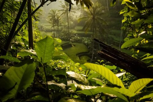 Diète chamanique Diète chamanique